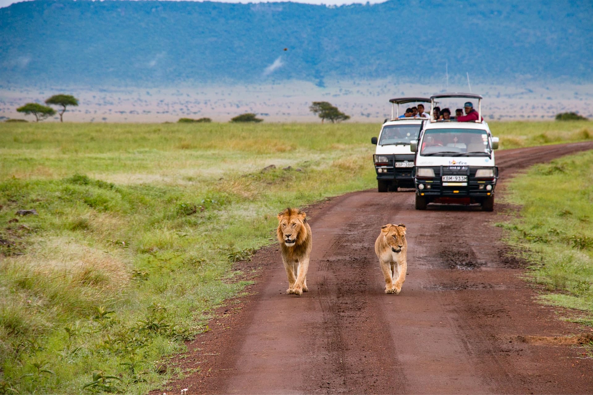 Derfor bør du tage på en safari