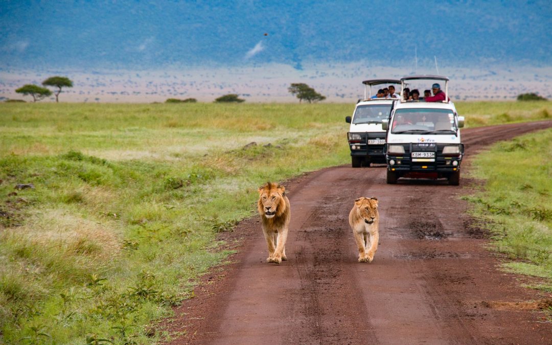 Derfor bør du tage på en safari